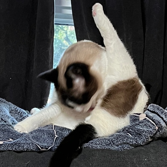 kitty_corner